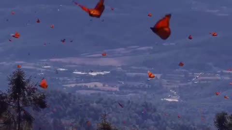 Monarch madness!