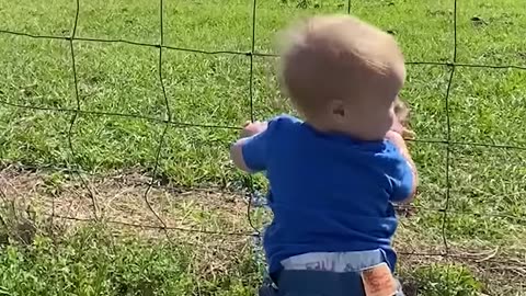 Here come the cows! Yay! #shorts #cow #farm #animals #friends