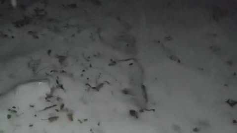 (1/21/2025) It's Snowing Here #shorts #snowing