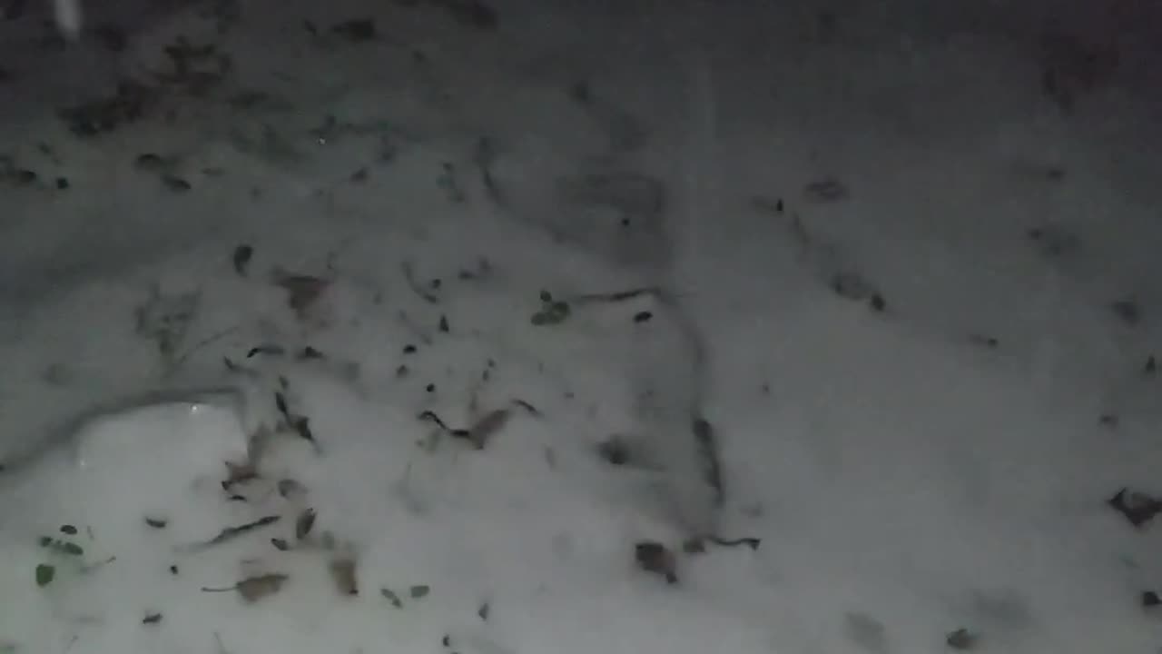 (1/21/2025) It's Snowing Here #shorts #snowing