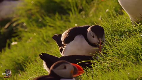 Loyal Like a Puffin, Wild Animals Hindi