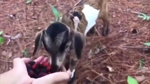 Wait for the cute surprise.. 😊