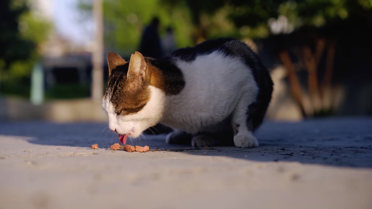 Cat Eating Outdoors In A Sunny Environment