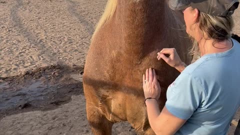Horse Had Enough Scratching