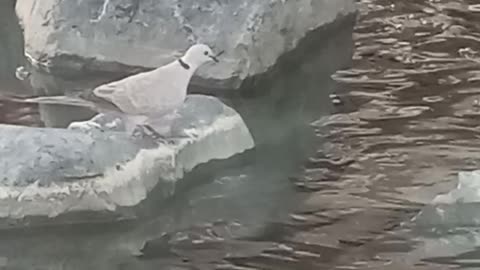 Tristy birds wants to drink water