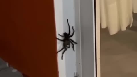 BIG SPIDER VS SMALL SPIDER.. #Shorts