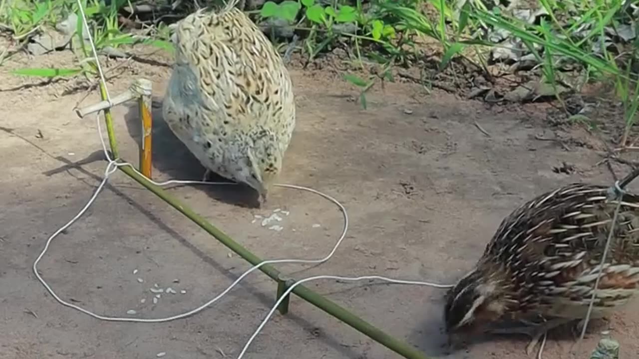 Building Technique Quail Trap DIY #shortvideo #shorts #ytshorts