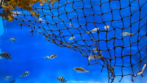 4k aquarium fish