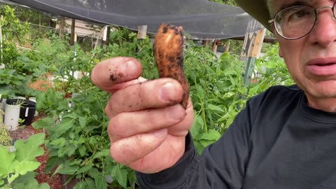 Starting a Sweet Potato Patch