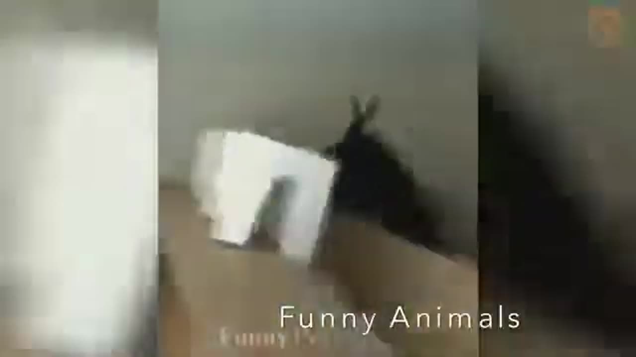 Funny Cat and Dog's Reactions! - Cute and Funny Animals Video Compilation #2