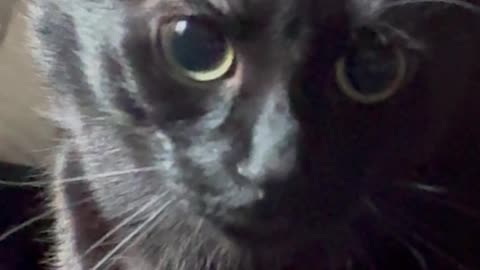 Cat’s Pupils Keep Getting Bigger