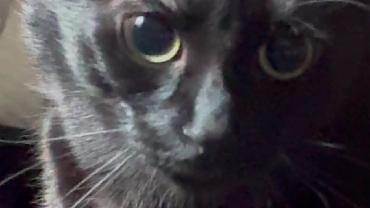 Cat’s Pupils Keep Getting Bigger