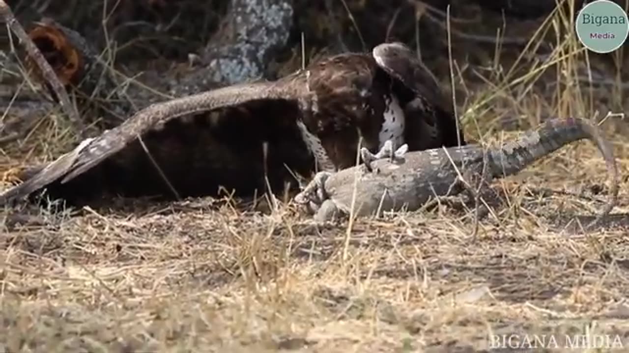 animals