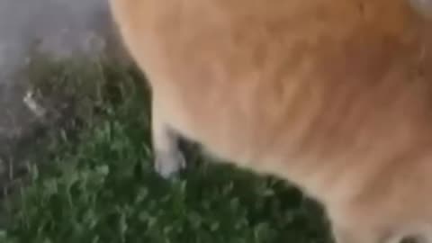 Funny Animals