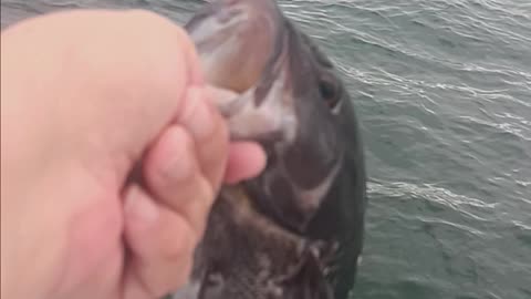 Sea bass