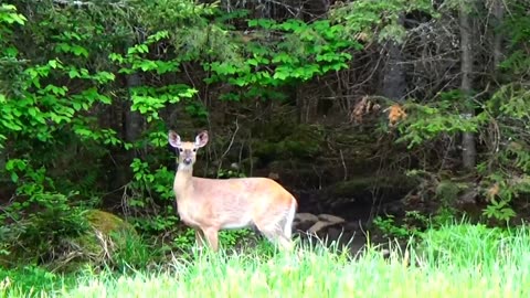 White-tailed deer