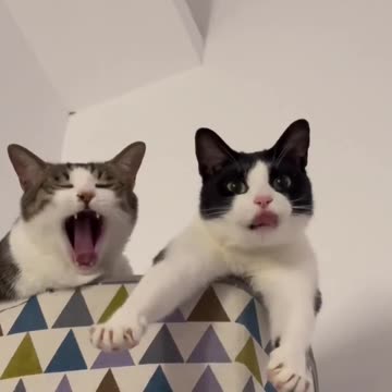 Yawning is contagious.. 😅