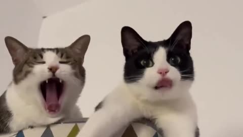 Yawning is contagious.. 😅
