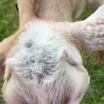 Ending The GOAT Debate