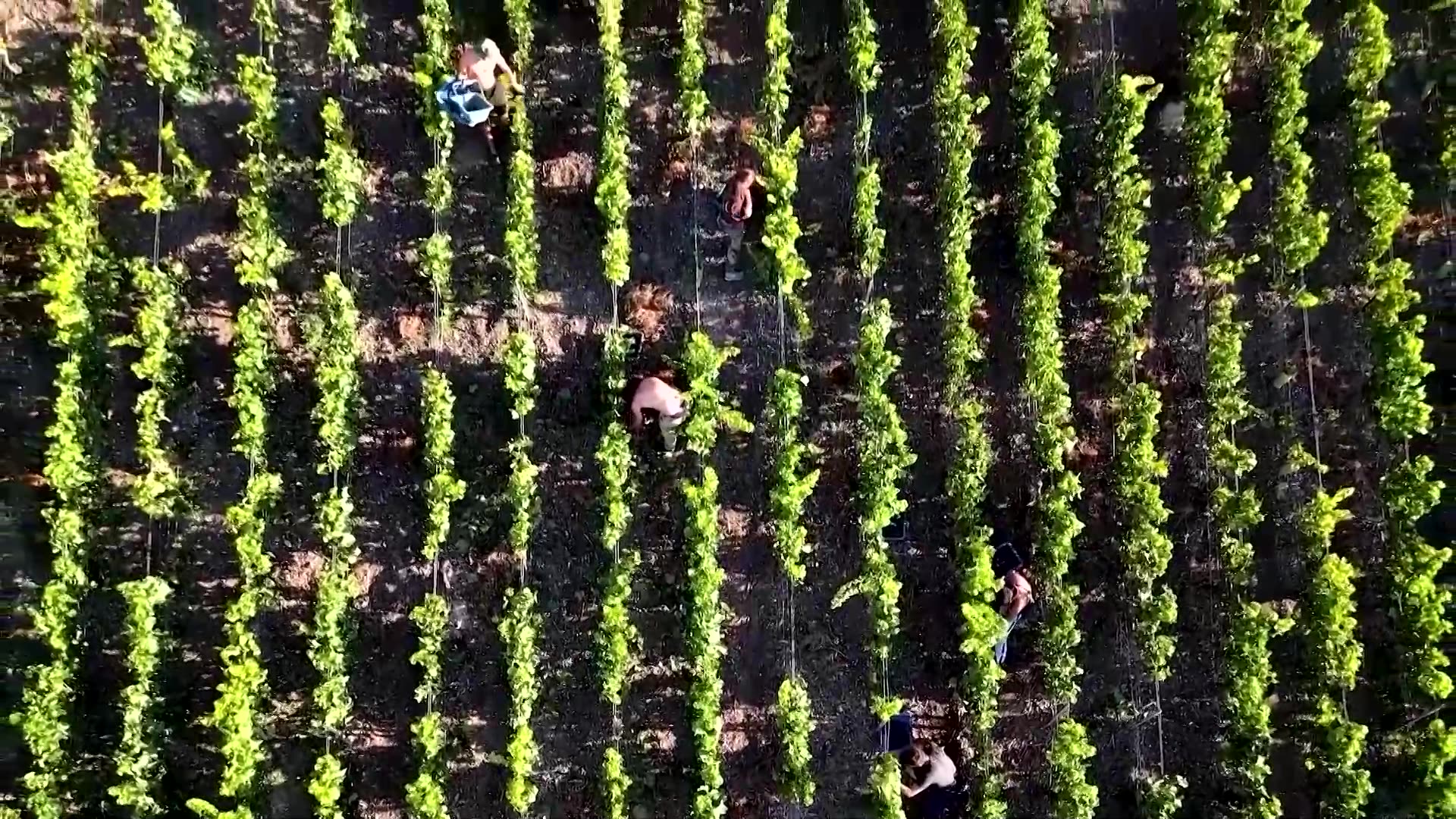 Can French champagne producers ride out US tariffs?