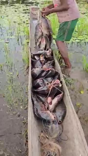 Harvesting Tilapia in a Papua Village