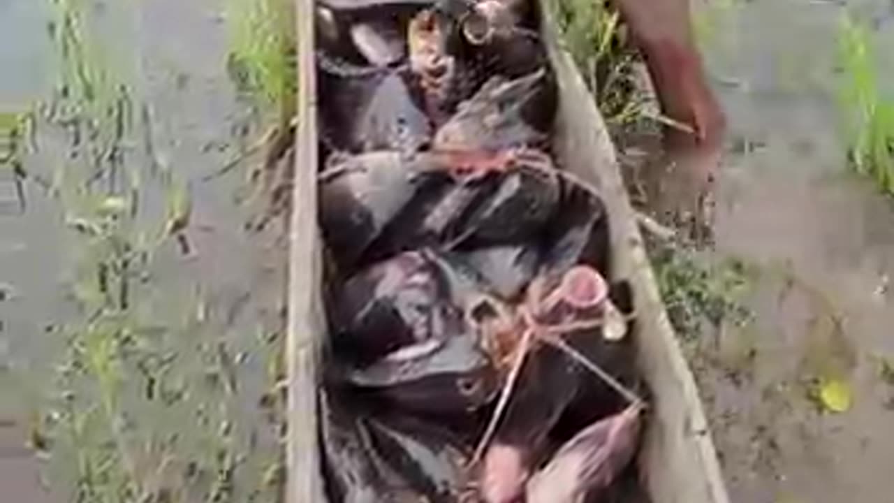 Harvesting Tilapia in a Papua Village