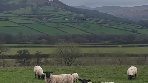 Don't Let Worries Become a Flock – Sheep Sleep Motivation