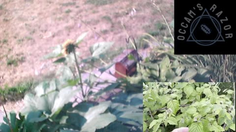 Butch the Sunflower