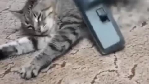 Animals That Nap Like Pros 😴 | You’ll LOL