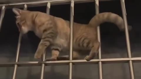Funny animal videos, Kung Fu Cats😂😂🐈‍⬛🐈‍⬛