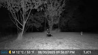 The Possum And The Skunk
