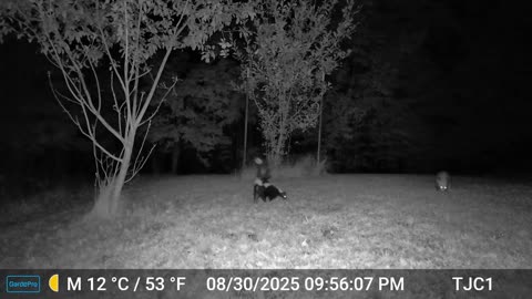 The Possum And The Skunk