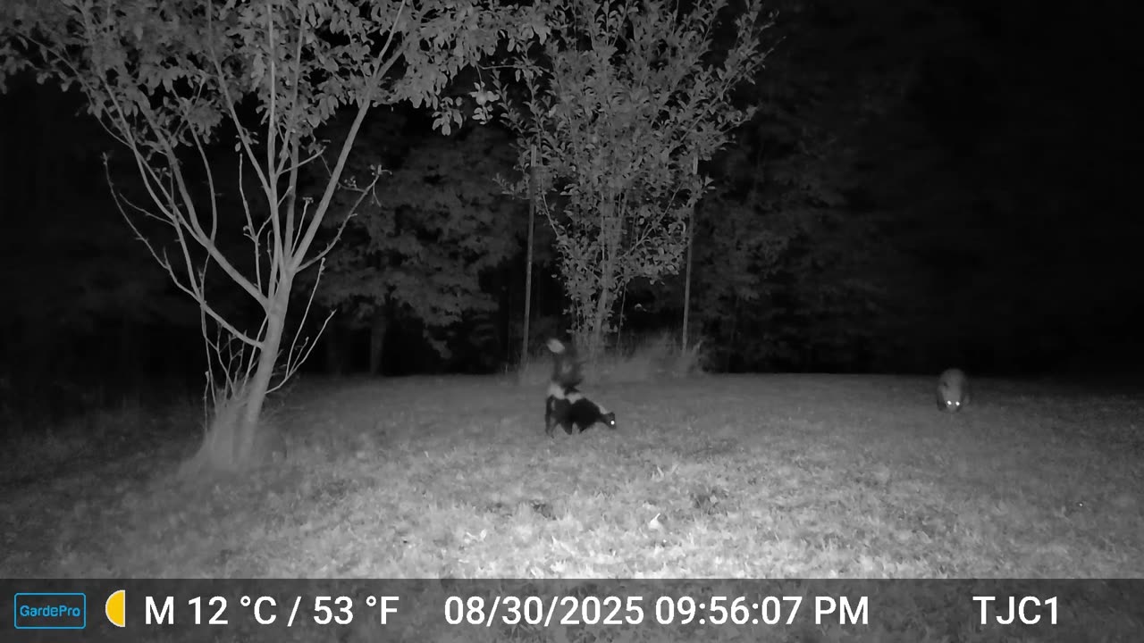 The Possum And The Skunk