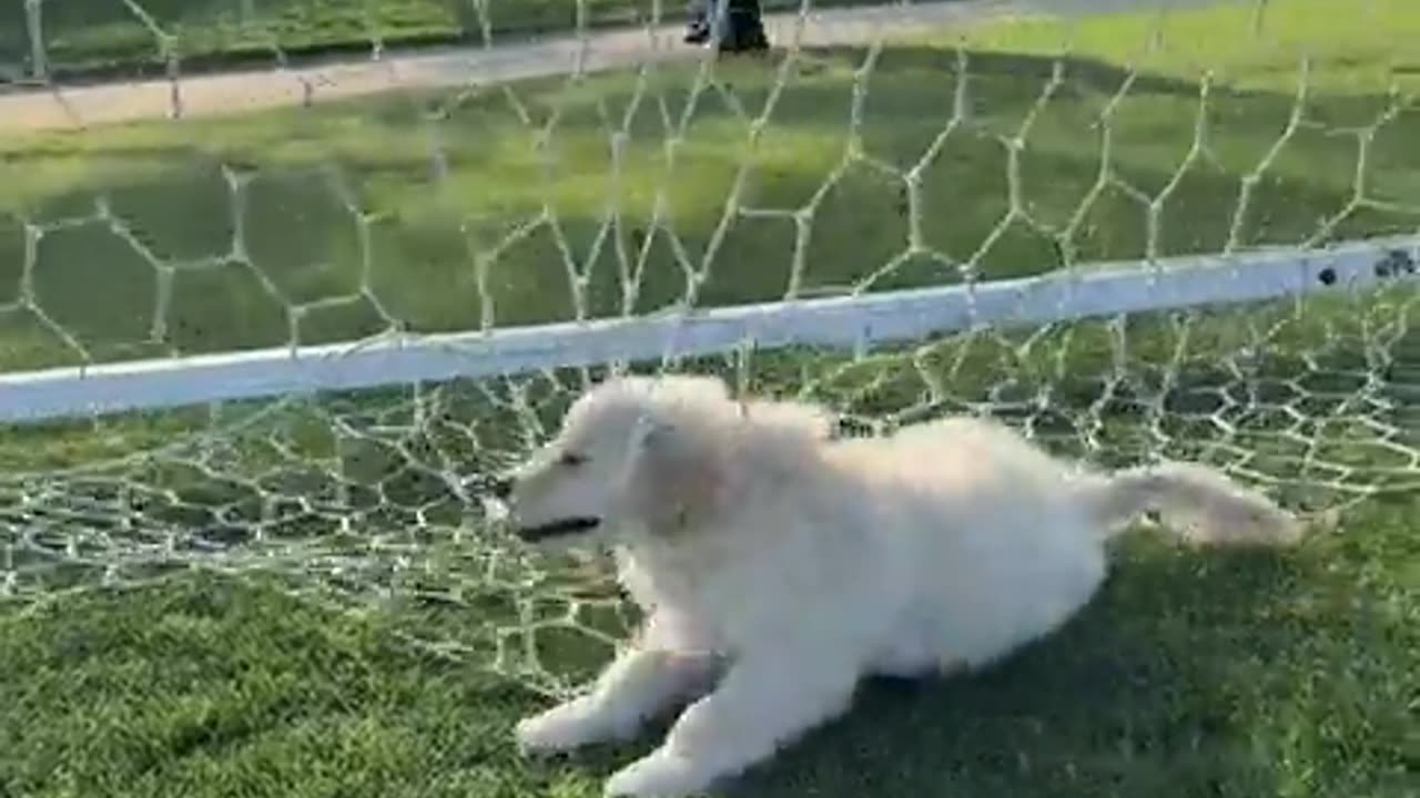 😂🐶 Golden Retriever Puppy Fails Epicly! | FunFM
