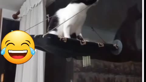 Funny Cat Fails Jump and Falls Off Table 😹