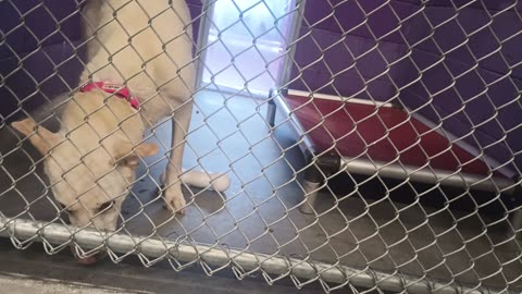Gucci Bucci 4y Pet Id 948244 kennel 13 HSSAZ shelter some shyness but ~all was pleasing20250711_931