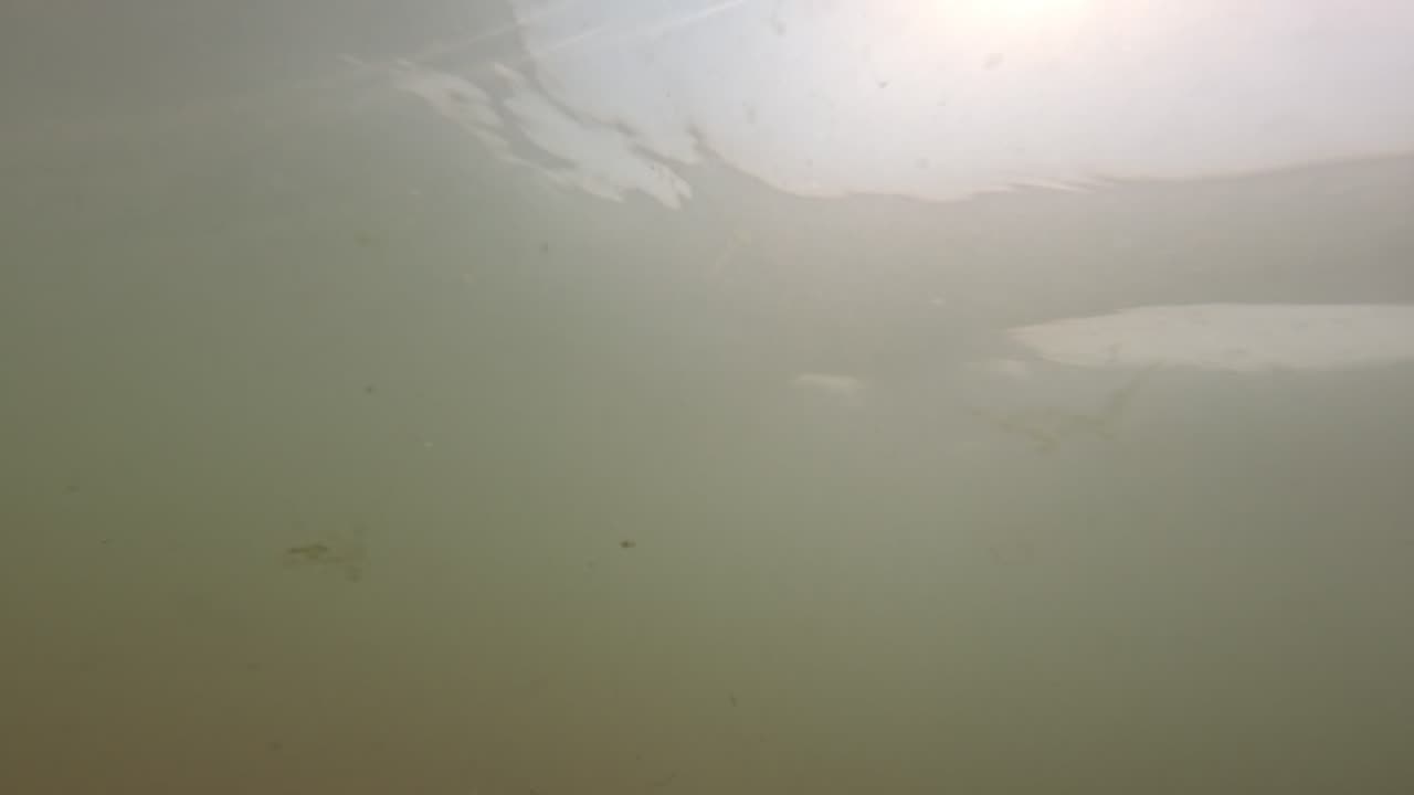 Swimming in water