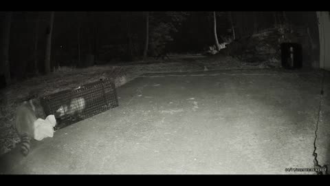 Raccoon and Possum Accidentally Get Stuck in Cage Together