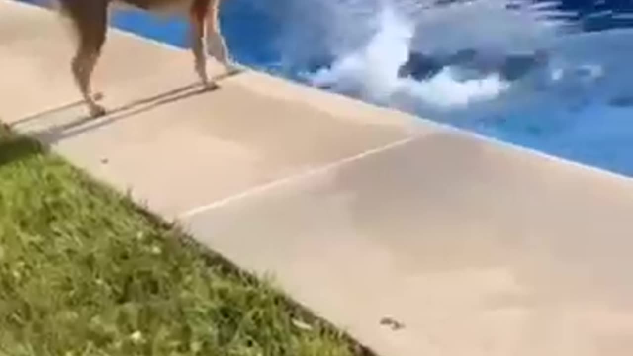 Best cat and dog 🐶 funny video 🤣🤣🤣🤣🐶🐶🐶🐶😹😹