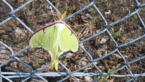 Luna Moth
