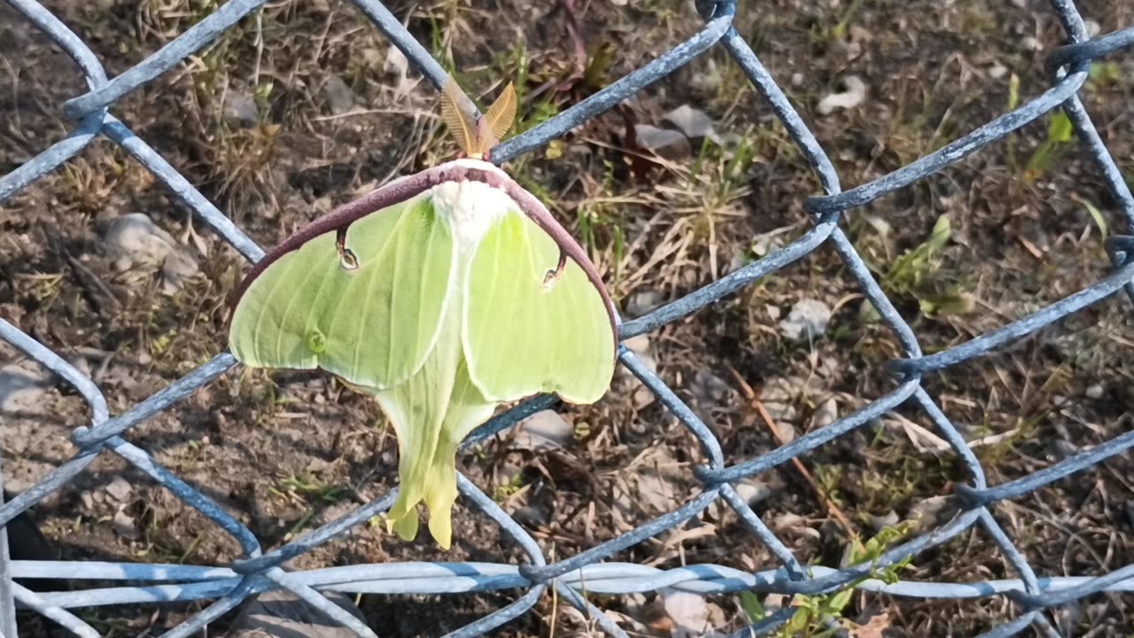 Luna Moth