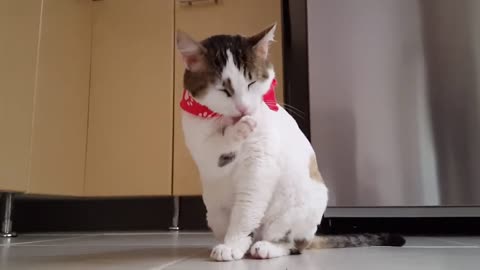 Funny cat