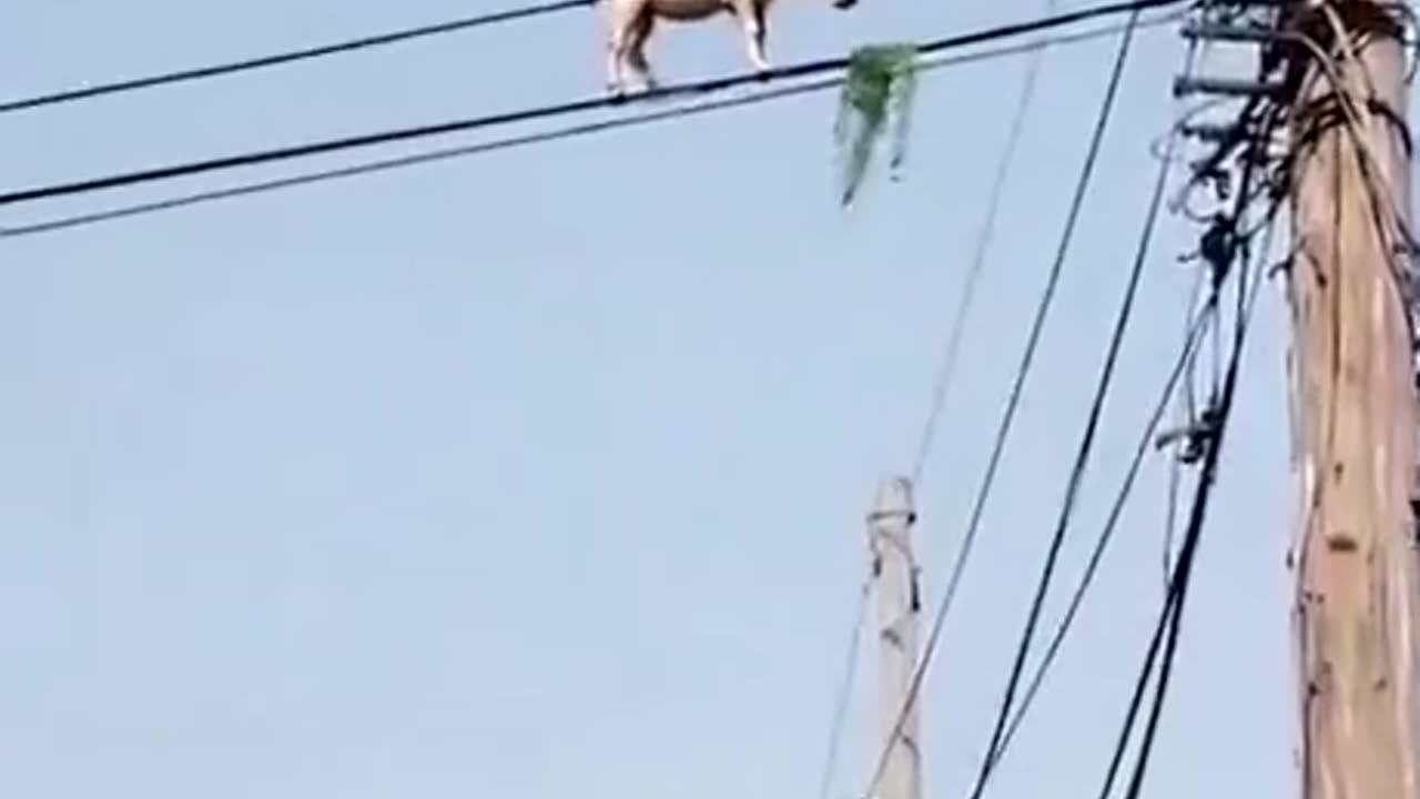 Goat is Goat😈