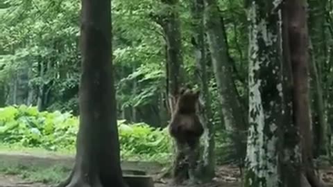😂🌳 What Happens in the Forest When No One Is Looking? | FunFM