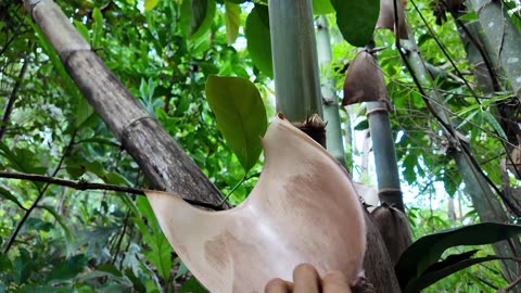 [P2] Building Small Home In PHILIPPINES EDEN - Coconut Land Prep - Building JB's House