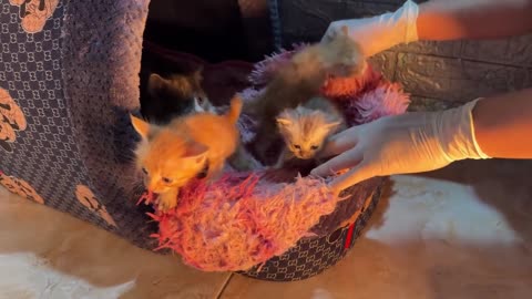 old basket under stairs becomes safe corner for tiny soul