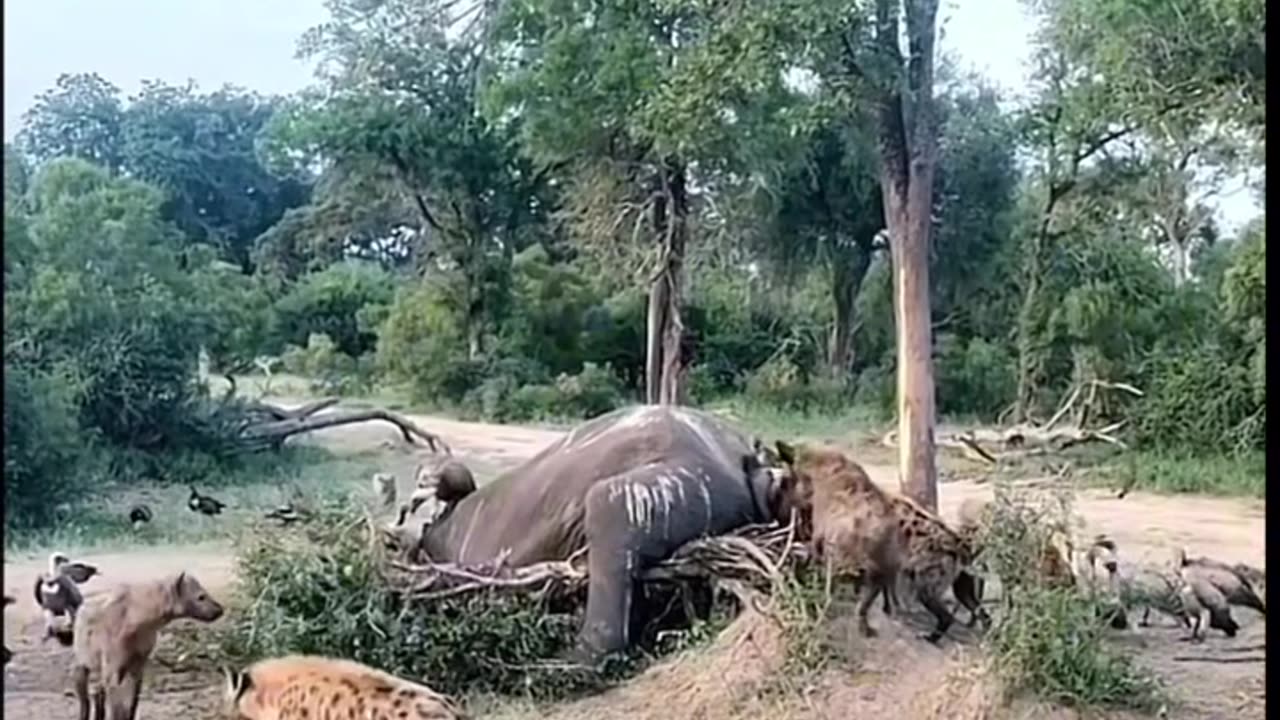 The "king of scavengers" hyenas and vultures share an elephant. #NotesInspiration