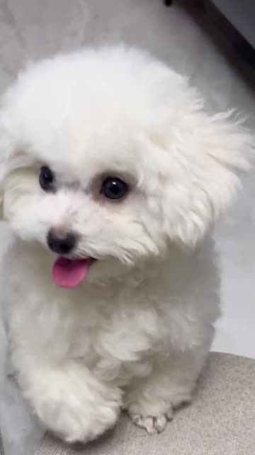 So adorable baby white poodle... Love u🥰🥰🥰