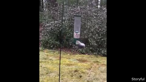 Funny animal videos day 1