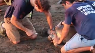 Big Sea Tortoise